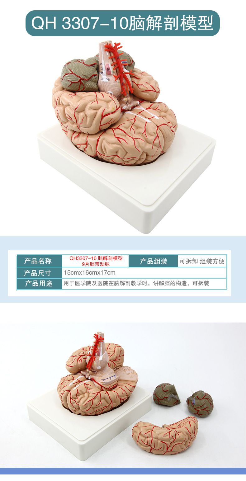 青华脑解剖模型 自然大 脑生物教学医学演示科教仪器沟裂叶回详情10