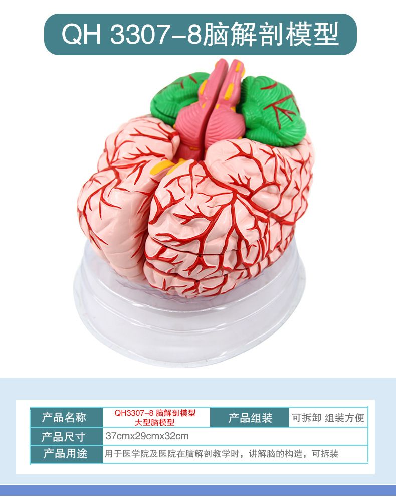 青华脑解剖模型 自然大 脑生物教学医学演示科教仪器沟裂叶回详情9
