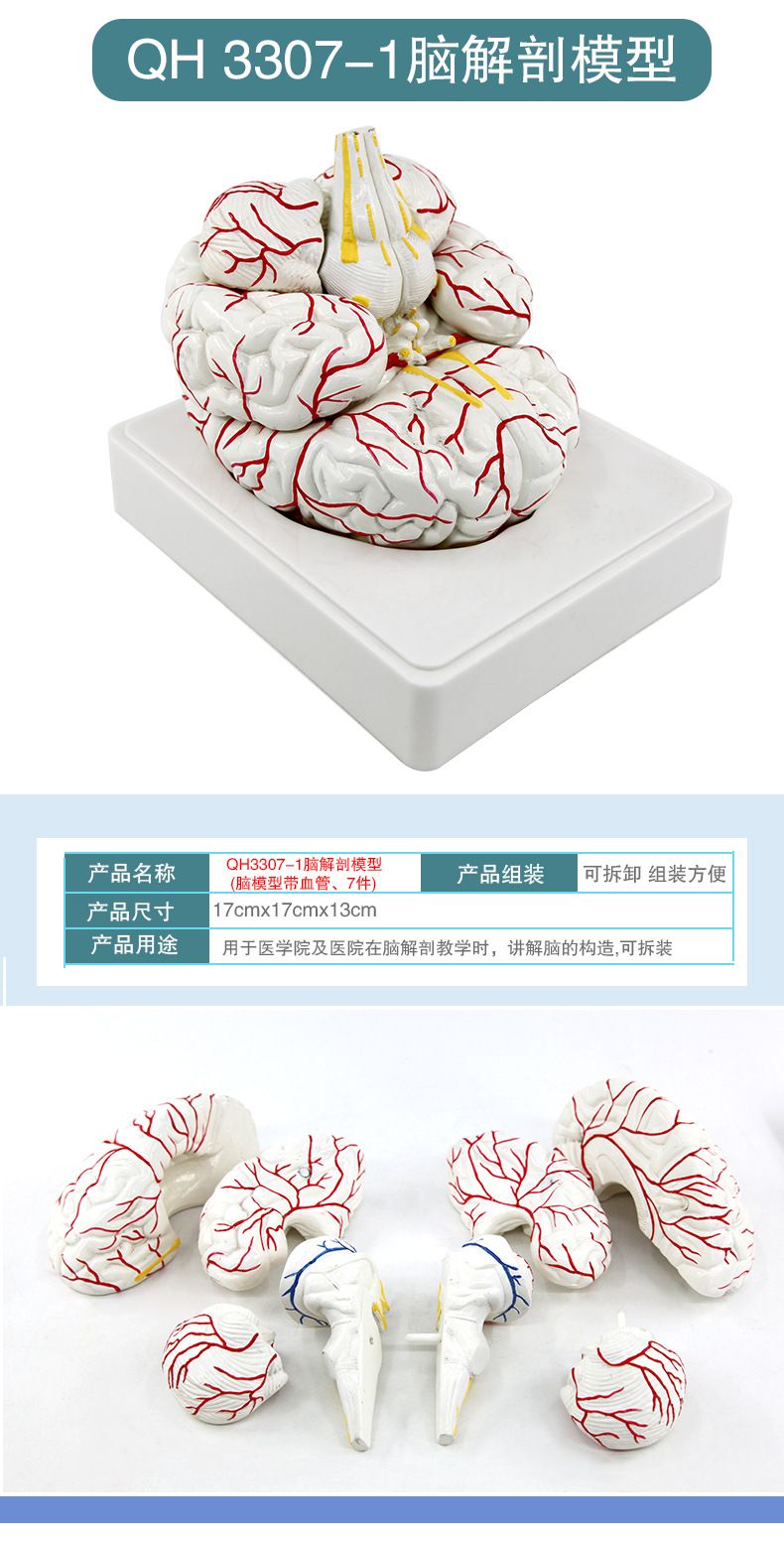 青华脑解剖模型 自然大 脑生物教学医学演示科教仪器沟裂叶回详情7