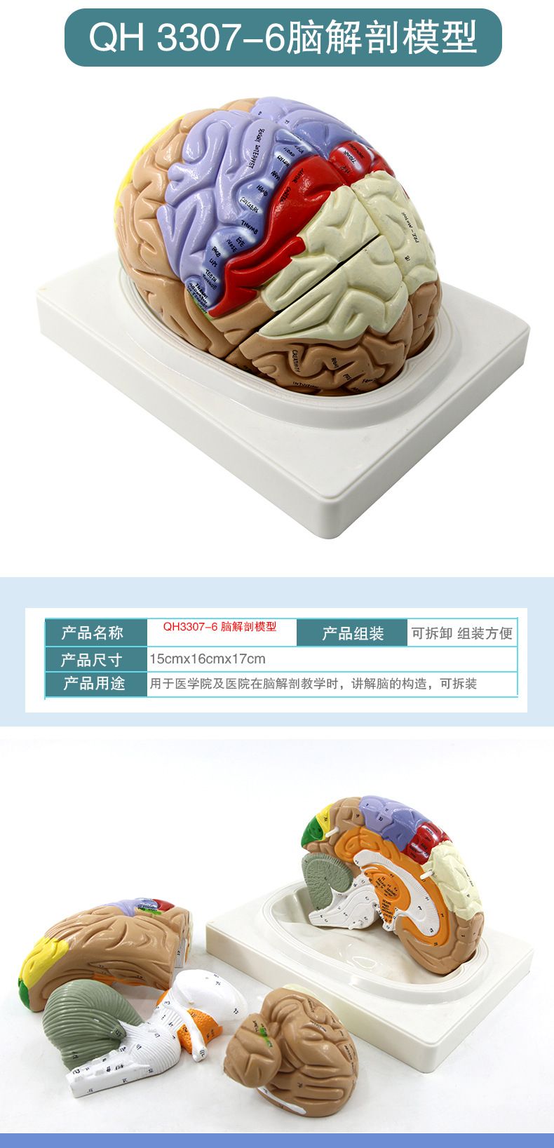 青华脑解剖模型 自然大 脑生物教学医学演示科教仪器沟裂叶回详情8
