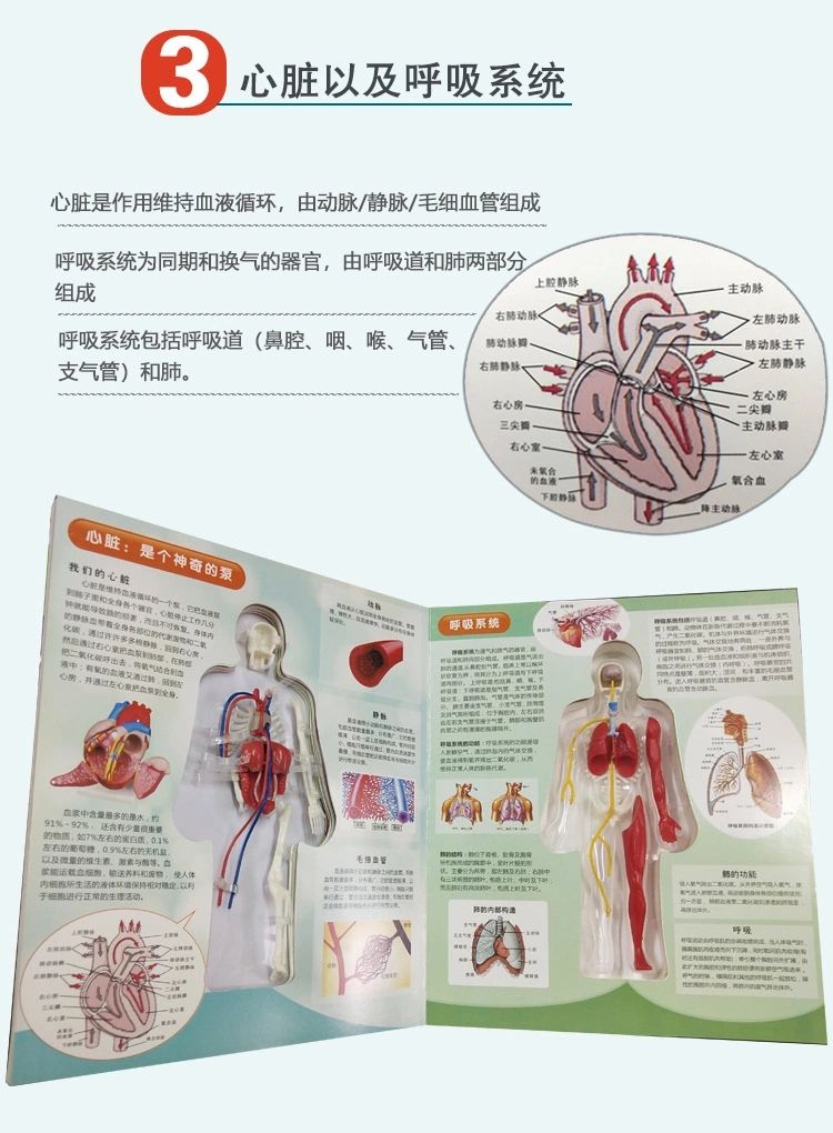 探索人体百科骨骼结构书图全身模型骨架仿真器官内脏我们的身体详情10