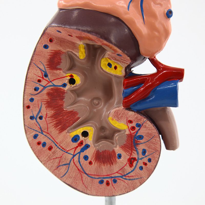 肾脏模型带胰/人体研究细节图