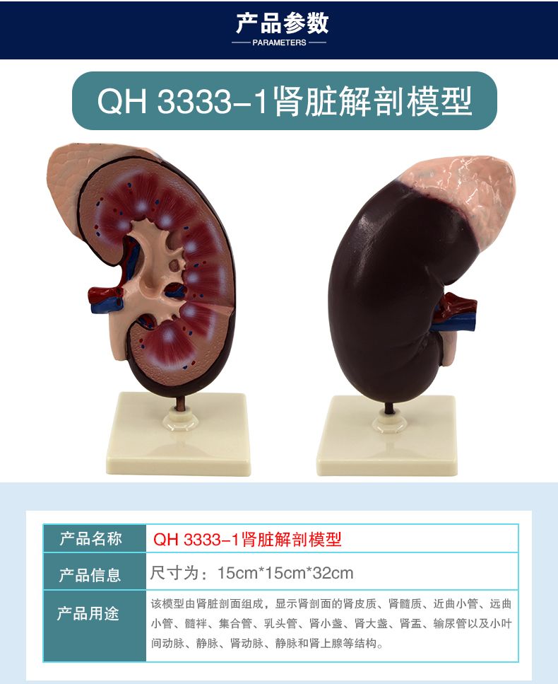 青华高仿真肾脏带胰腺模型 生物教学演示教具 医院人体研究学生教学仪器 教学演示用品详情5