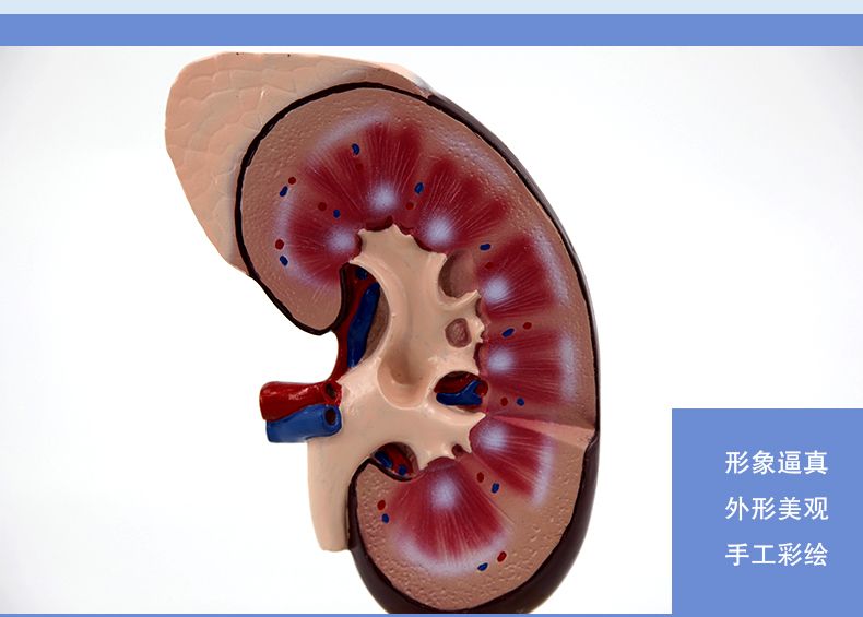 青华高仿真肾脏带胰腺模型 生物教学演示教具 医院人体研究学生教学仪器 教学演示用品详情6