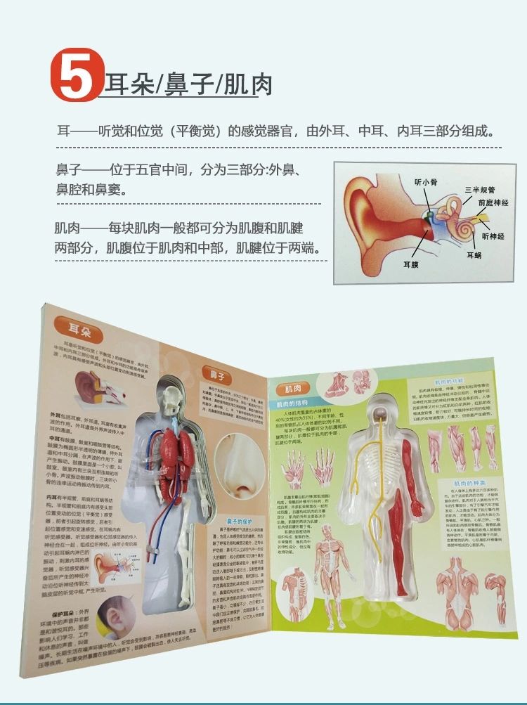 探索人体百科骨骼结构书图全身模型骨架仿真器官内脏我们的身体详情12