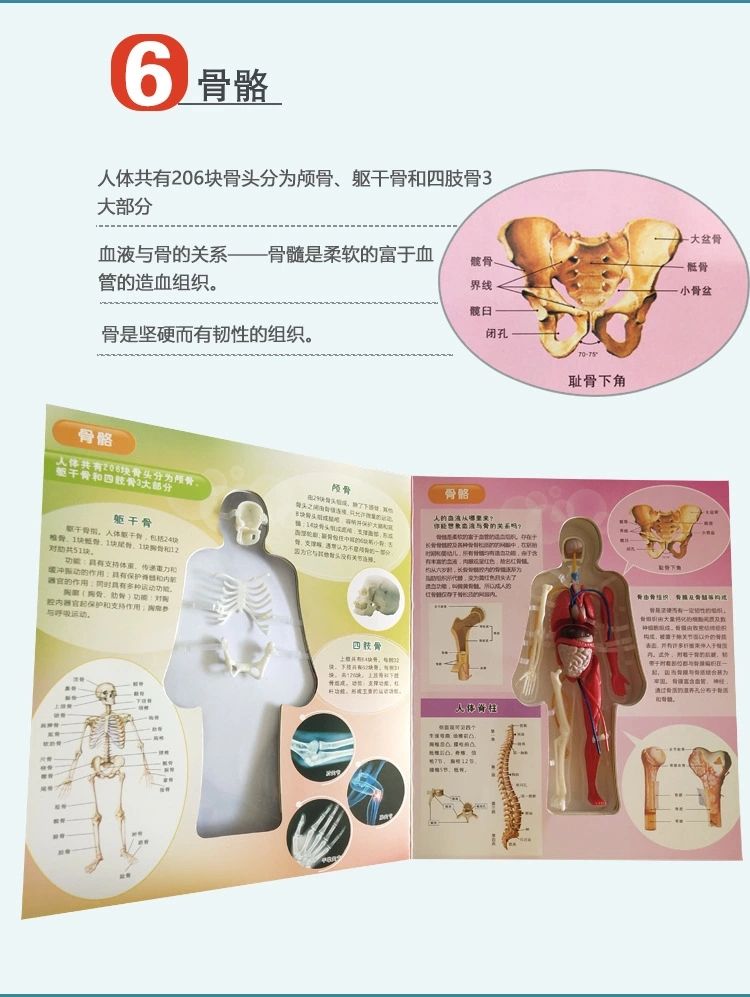 探索人体百科骨骼结构书图全身模型骨架仿真器官内脏我们的身体详情13