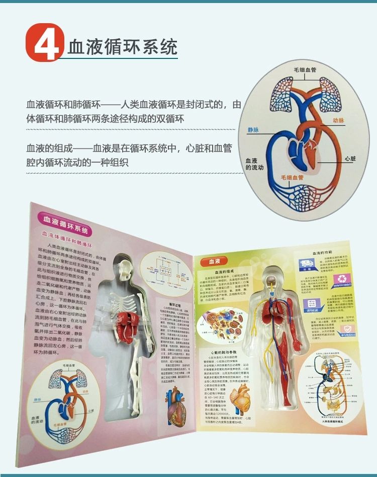 探索人体百科骨骼结构书图全身模型骨架仿真器官内脏我们的身体详情11