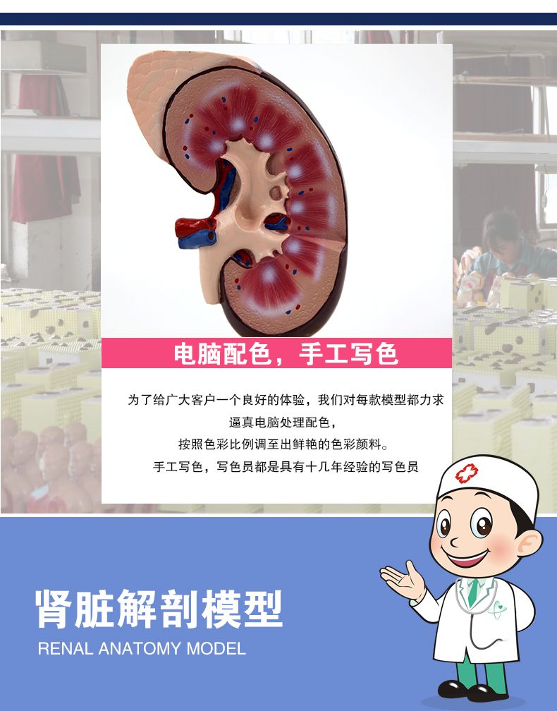 青华高仿真肾脏带胰腺模型 生物教学演示教具 医院人体研究学生教学仪器 教学演示用品详情3