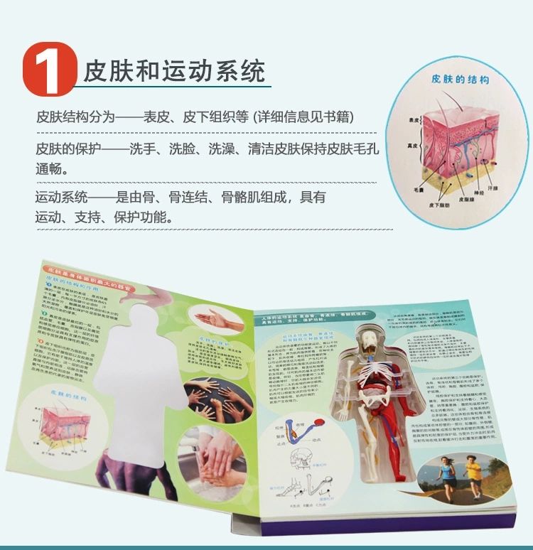 探索人体百科骨骼结构书图全身模型骨架仿真器官内脏我们的身体详情8