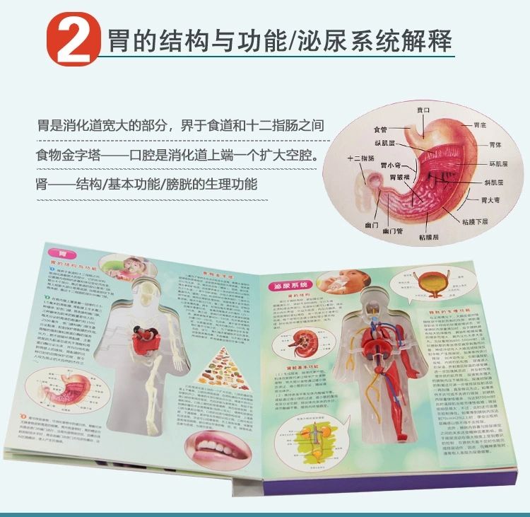 探索人体百科骨骼结构书图全身模型骨架仿真器官内脏我们的身体详情9