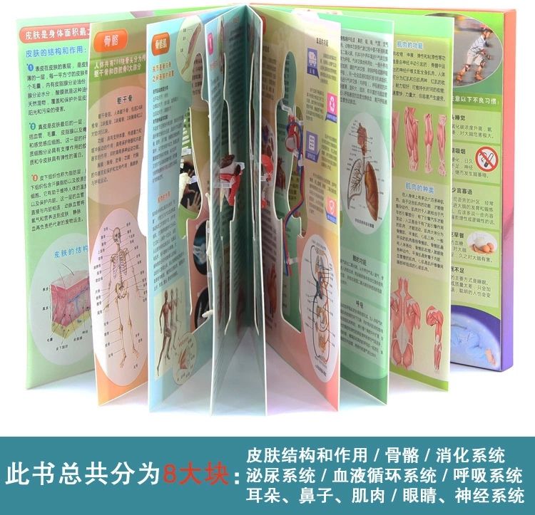 探索人体百科骨骼结构书图全身模型骨架仿真器官内脏我们的身体详情7