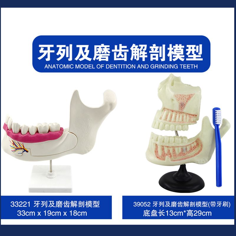 青华科教 青华品牌 人体心脏模型 初高中生物教学科教仪器医学解剖模型热销推荐 教学演示用品