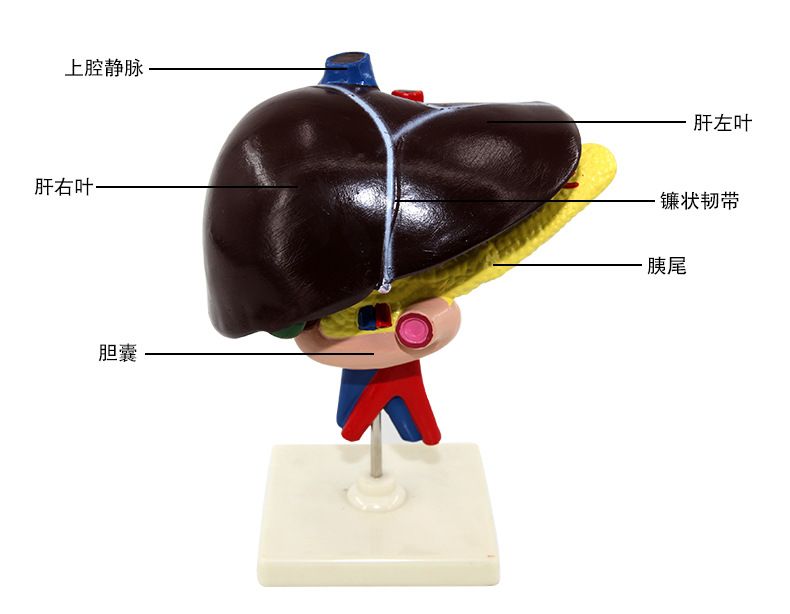 青华33216肝、十二指肠、胰脏生物模型生物科教仪器人体器官医学详情7