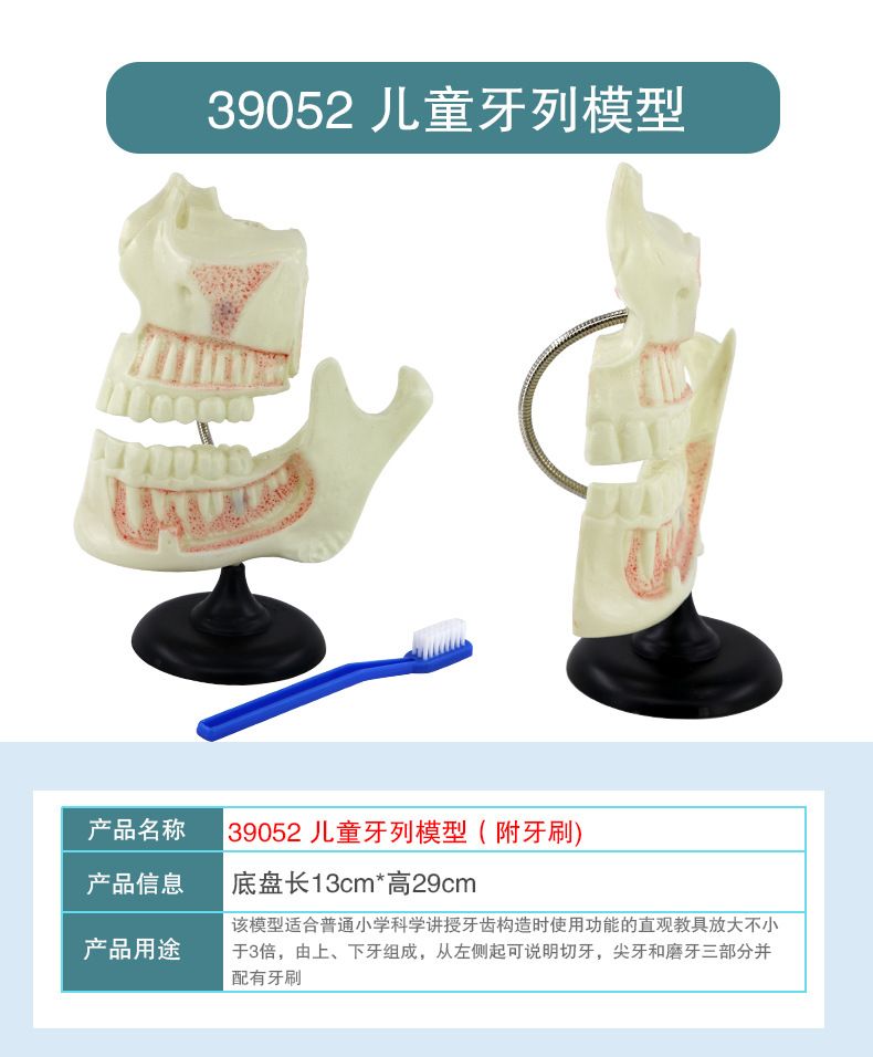 青华科教 青华品牌 人体心脏模型 初高中生物教学科教仪器医学解剖模型热销推荐 教学演示用品详情8