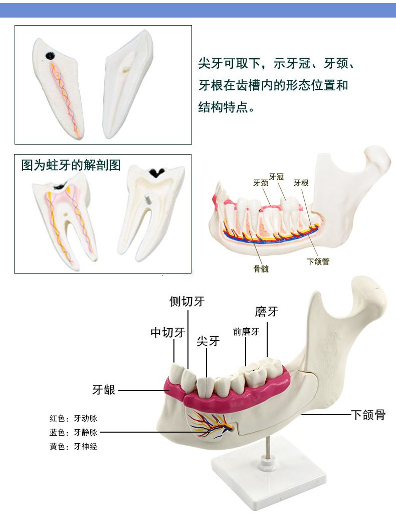 青华科教 青华品牌 人体心脏模型 初高中生物教学科教仪器医学解剖模型热销推荐 教学演示用品详情6