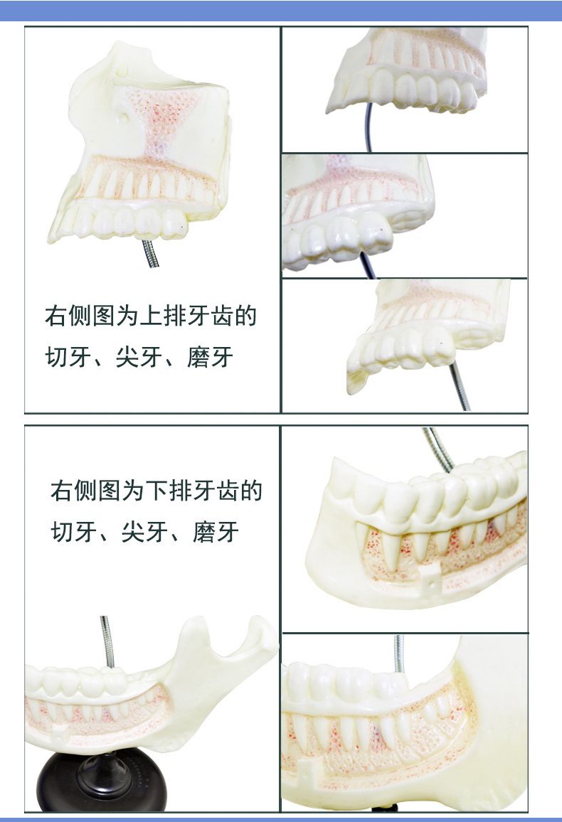 青华科教 青华品牌 人体心脏模型 初高中生物教学科教仪器医学解剖模型热销推荐 教学演示用品详情9