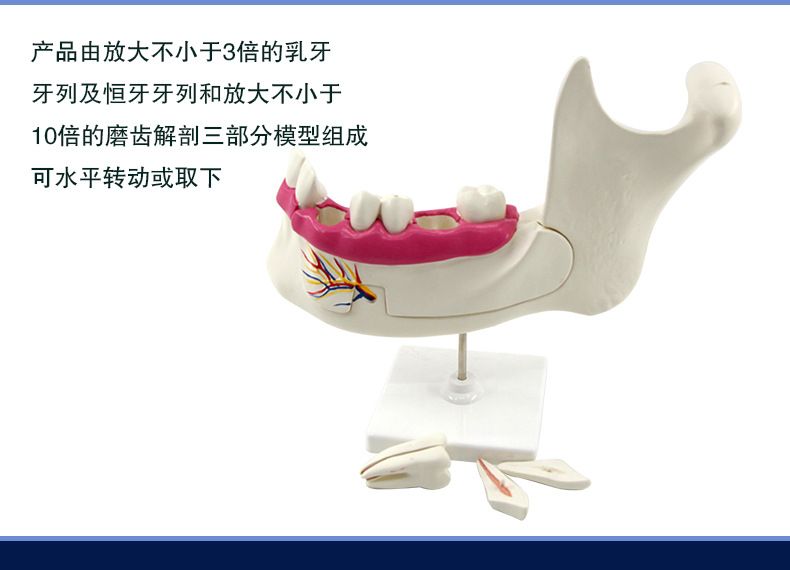 青华科教 青华品牌 人体心脏模型 初高中生物教学科教仪器医学解剖模型热销推荐 教学演示用品详情7