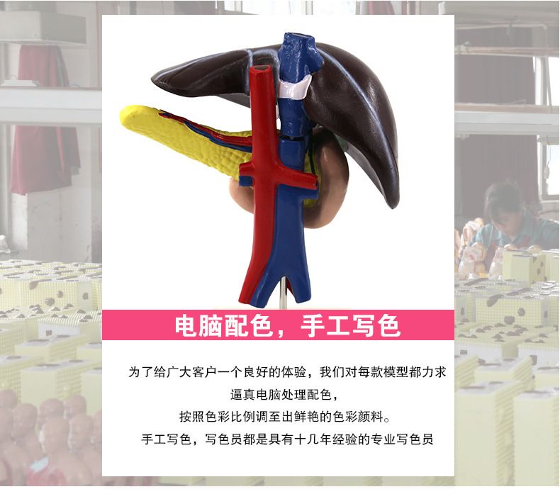 青华33216肝、十二指肠、胰脏生物模型生物科教仪器人体器官医学详情3