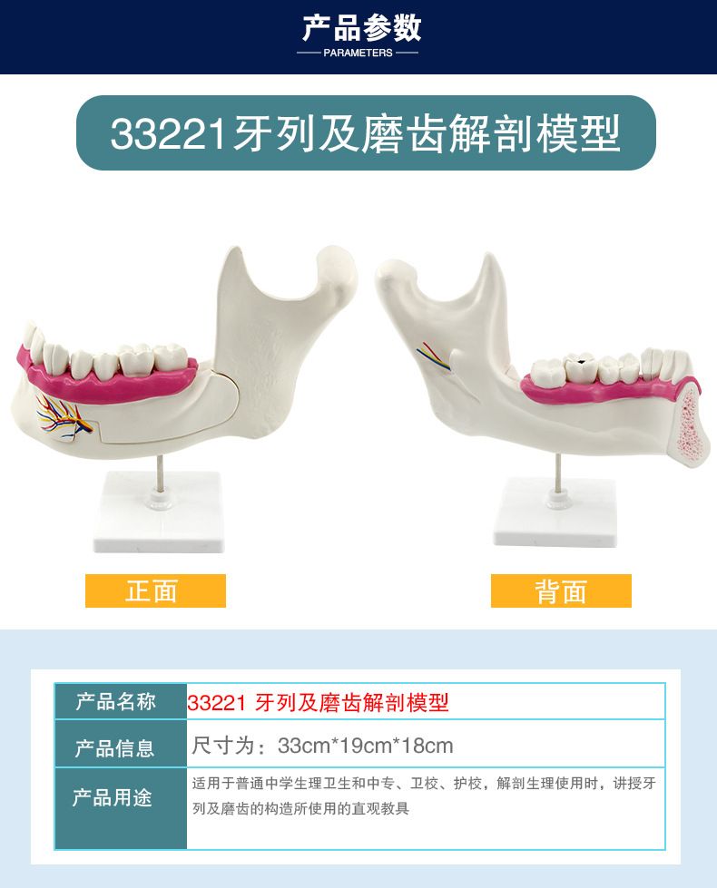 青华科教 青华品牌 人体心脏模型 初高中生物教学科教仪器医学解剖模型热销推荐 教学演示用品详情5