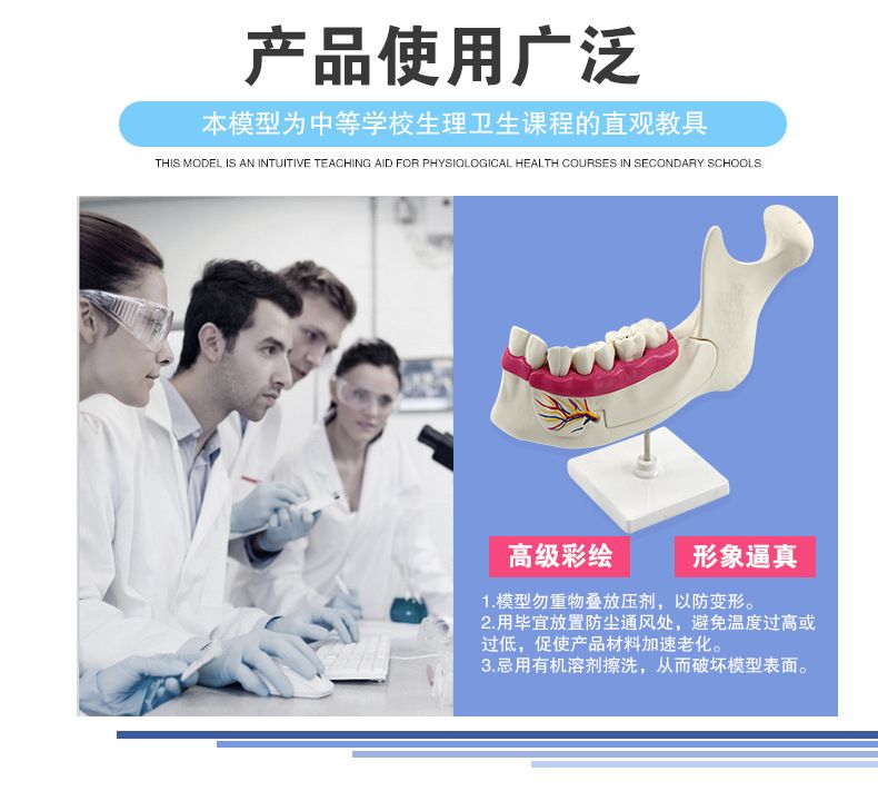 青华科教 青华品牌 人体心脏模型 初高中生物教学科教仪器医学解剖模型热销推荐 教学演示用品详情4