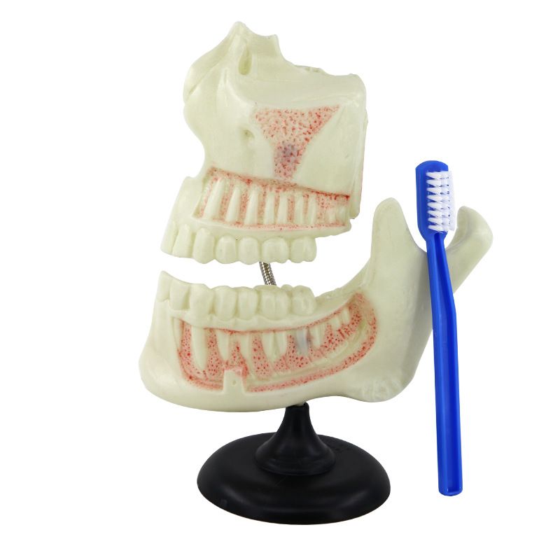 生物教学器材实物图