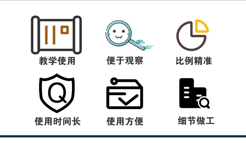 青华33216肝、十二指肠、胰脏生物模型生物科教仪器人体器官医学详情4