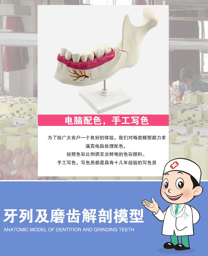 青华科教 青华品牌 人体心脏模型 初高中生物教学科教仪器医学解剖模型热销推荐 教学演示用品详情3