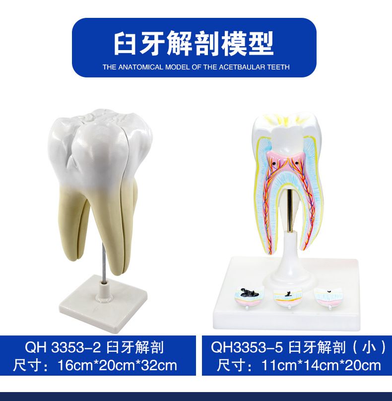青华臼齿带蛀牙模型 人体牙齿解剖教学生物医学演示详情2
