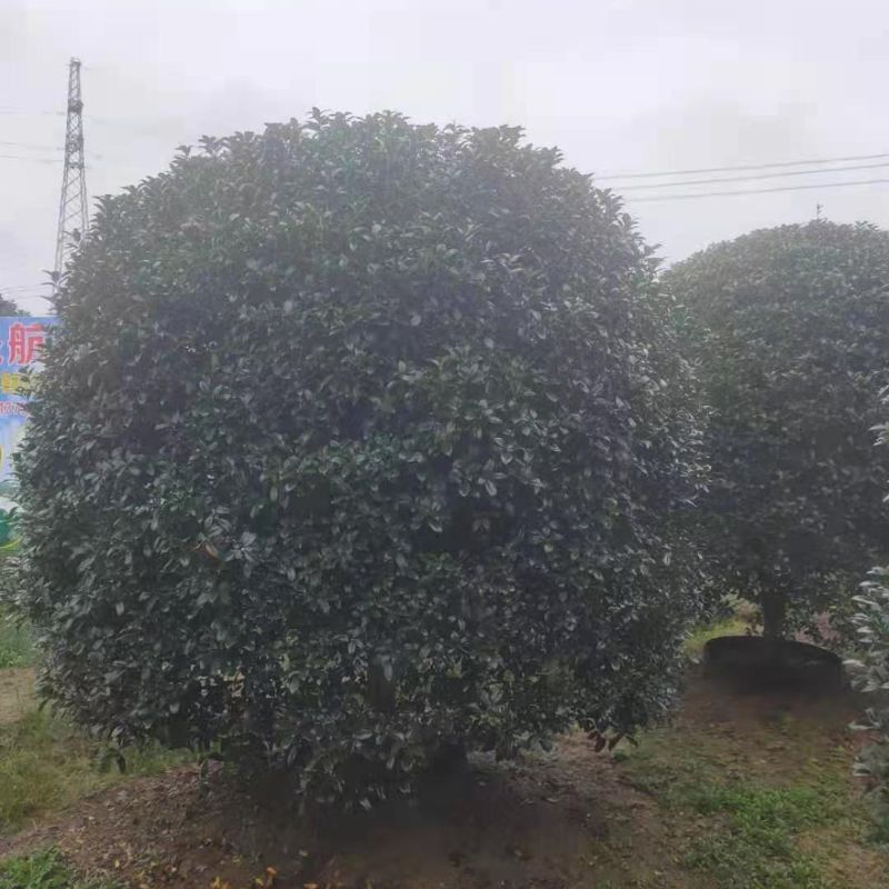 乔木/苗木细节图