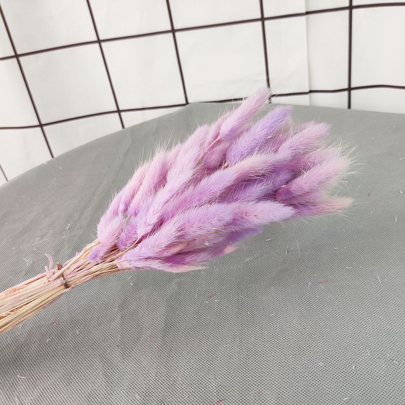 60支一束干花花束 家庭店面装饰用品兔尾草真花永生花 狗尾巴草