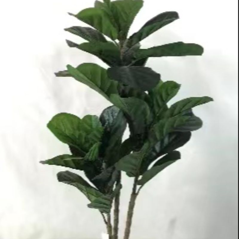 Bonsai