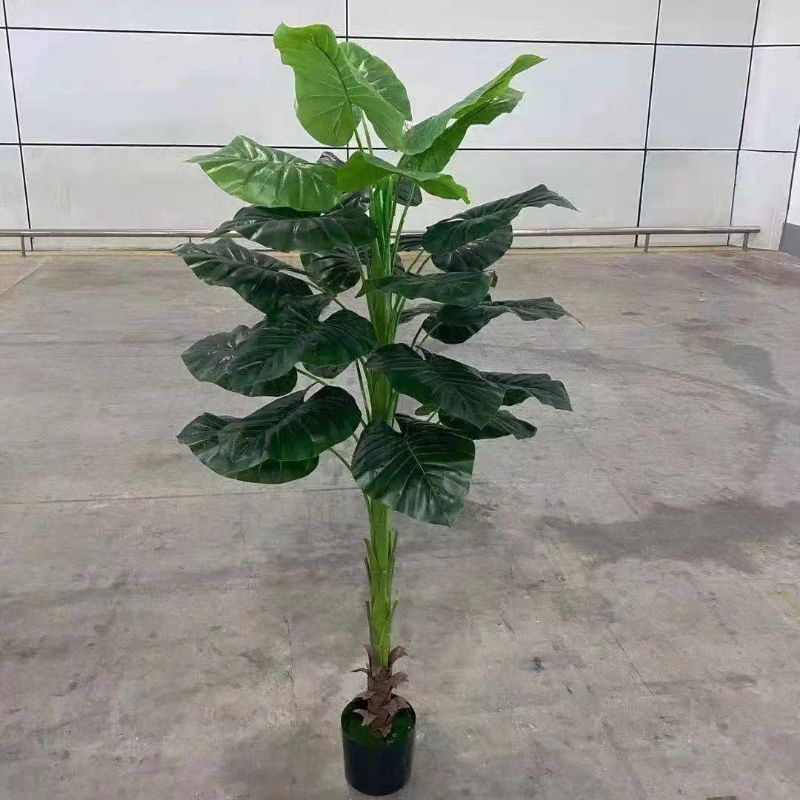 Bonsai