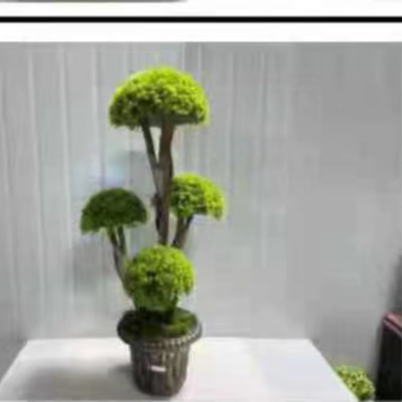 Bonsai details Picture