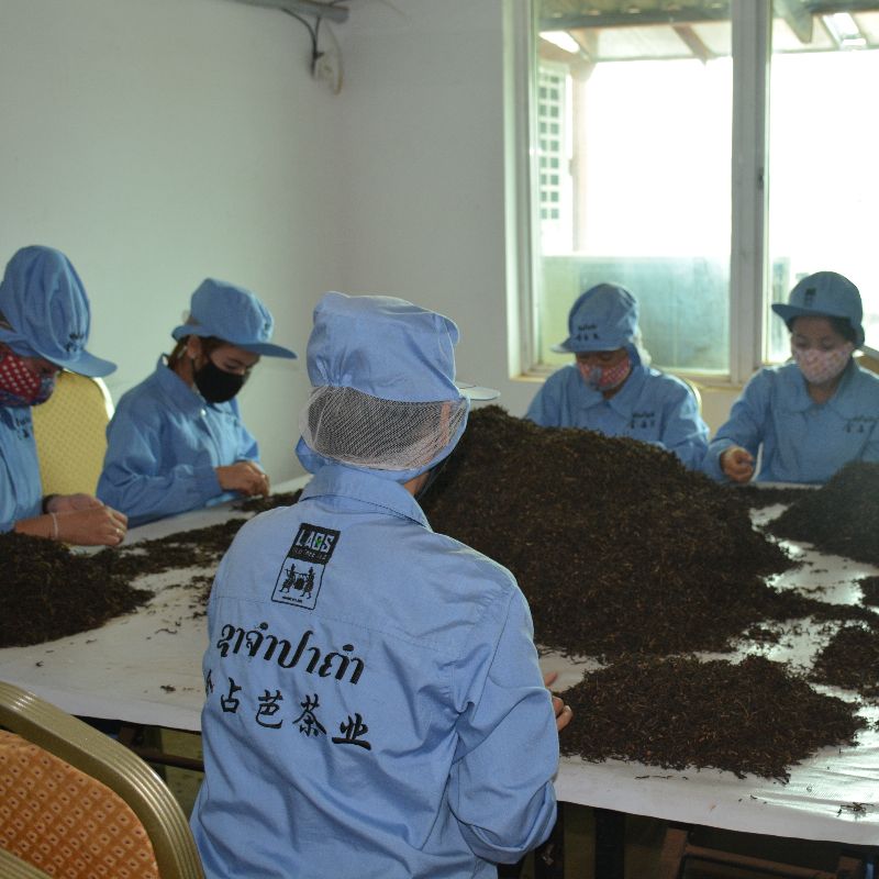  老挝金占芭红茶天然特级古树茶进口养生茶简易包装125g详情图3