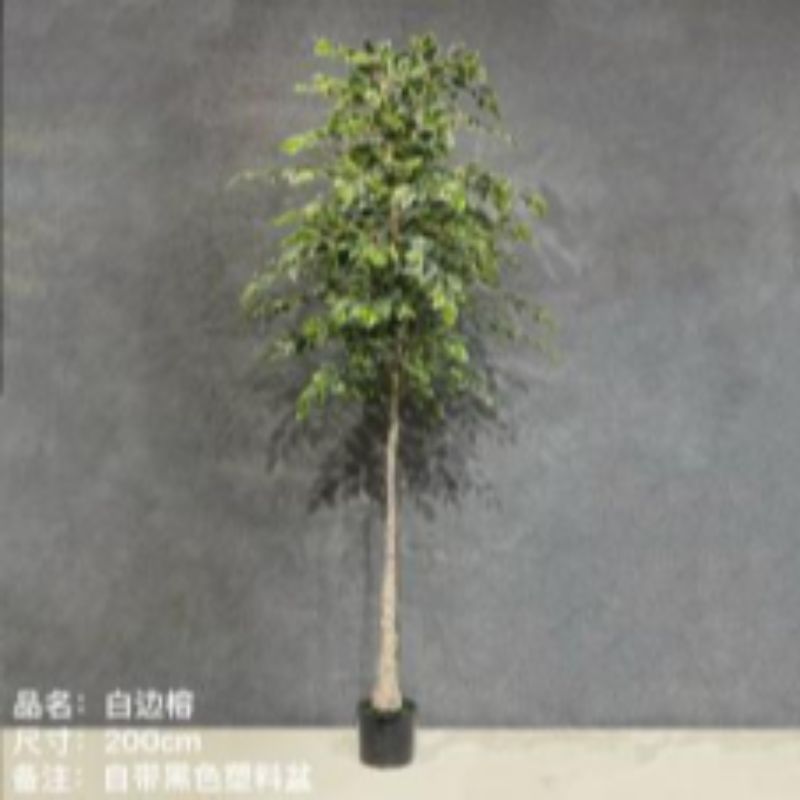 Bonsai Specification image