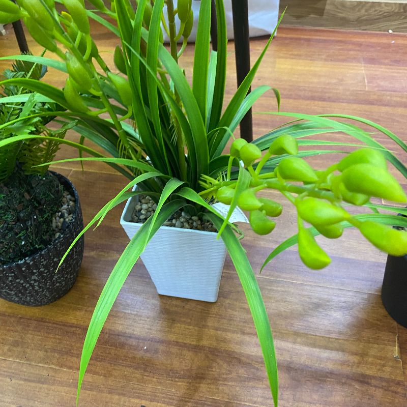 "Fresh and clean plants" details Picture