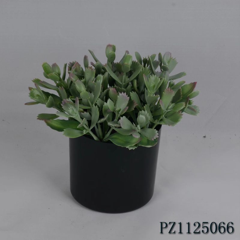 "Fresh and clean plants" Specification image
