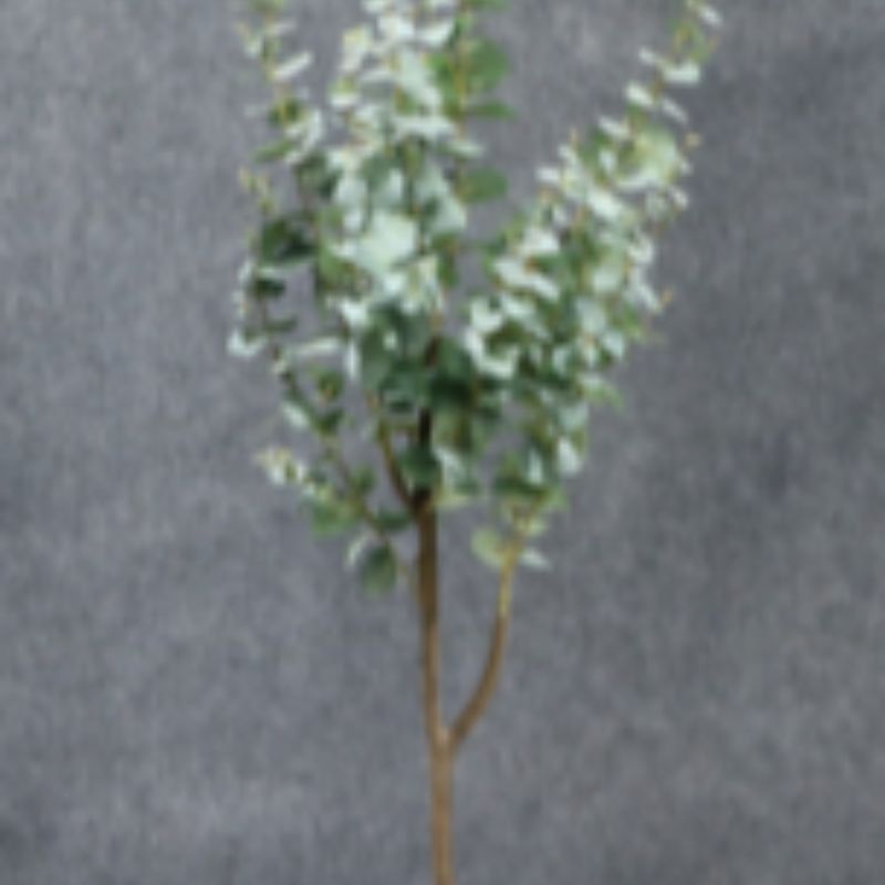 نباتات صغيرة Specification image