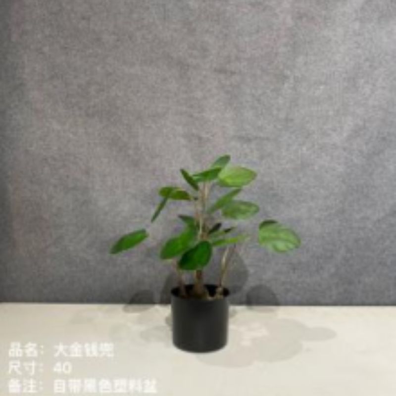 نباتات صغيرة Specification image