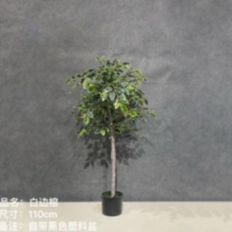 "Fresh and clean plants" details Picture