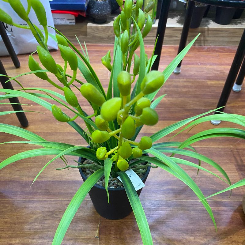 "Fresh and clean plants" Specification image