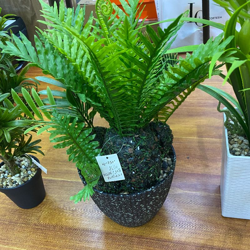 "Fresh and clean plants"