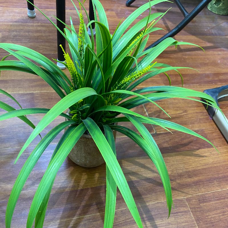 "Fresh and clean plants"