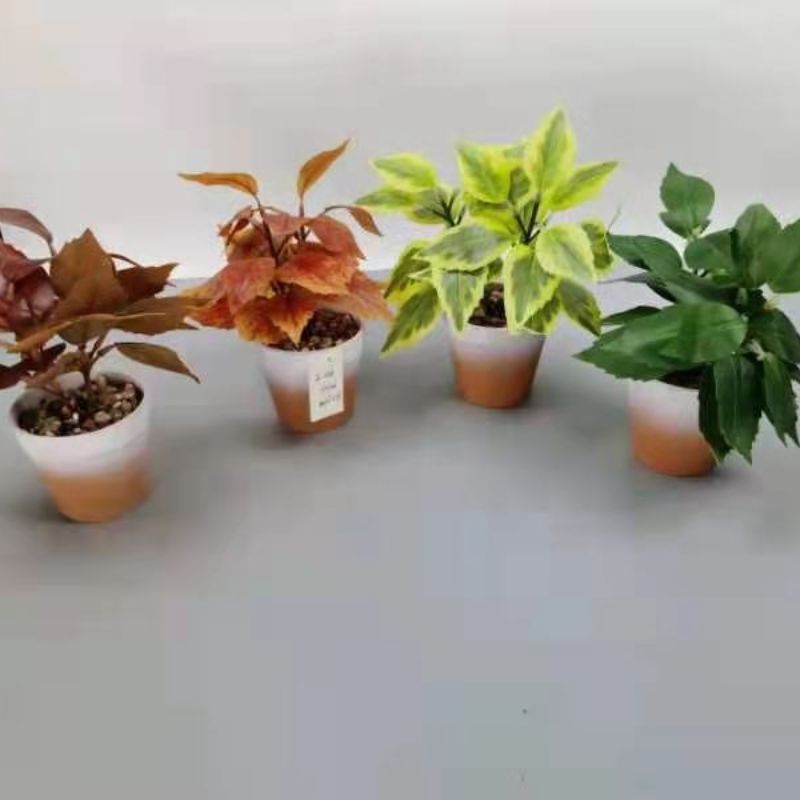 بونساي Specification image
