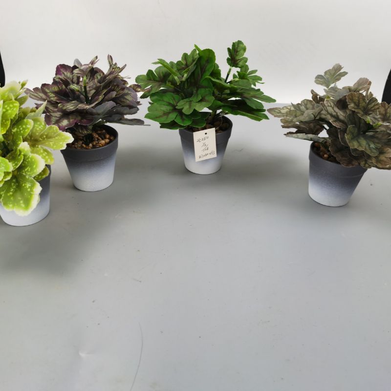 Bonsai