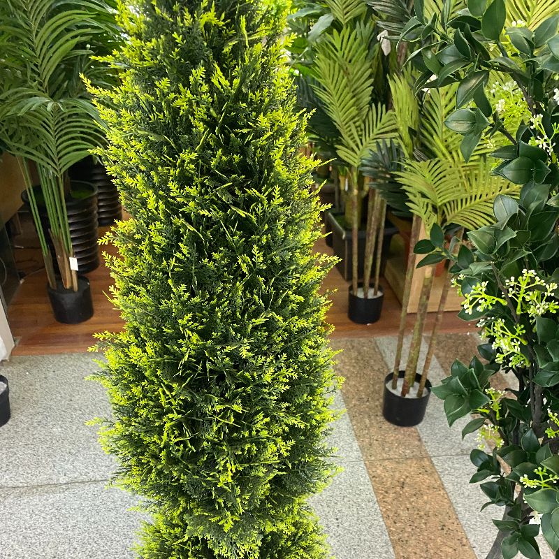 نباتات صغيرة details Picture