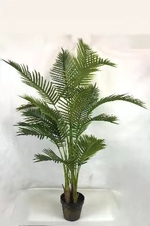 نباتات صغيرة Specification image