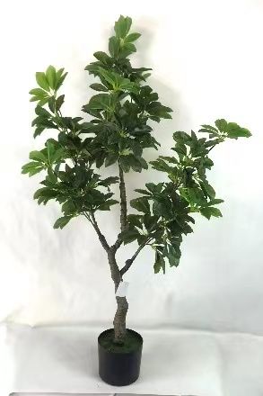 "Fresh and clean plants"