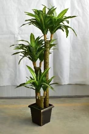 نباتات صغيرة details Picture