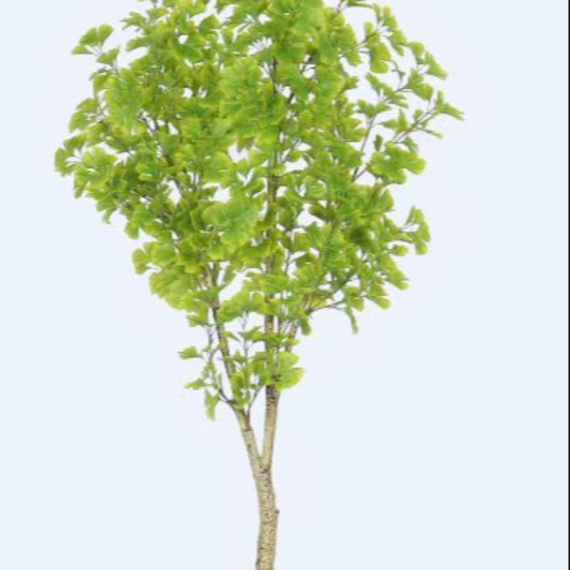 نباتات صغيرة Specification image